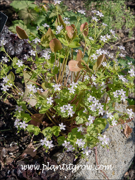 Siberian Spring Beauty (Claytonia siberica)